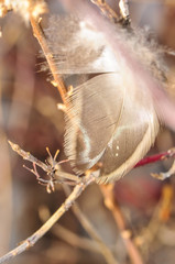 Feather resting in a branch
