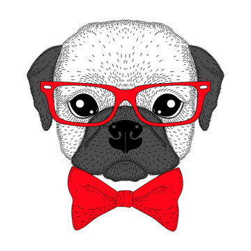 Cute french bulldog boy portrait with bow tie, glasses. Hand dra