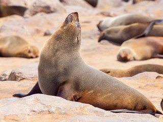 Close-up view of brown fur seal, Cape Cross Colony, Skeleton Coast, Namibia, Africa.