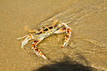 crab on the beach
