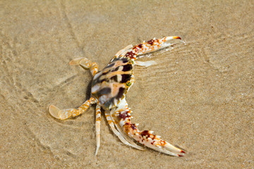 crab on the beach