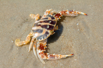 crab on the beach