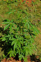  marijuana or marihuana tree