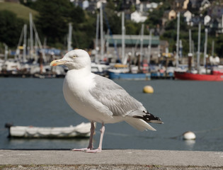 Dartmouth habour South Devon