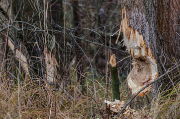 Obraz premium baum von biber