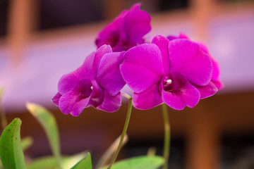 Purple orchids closeup