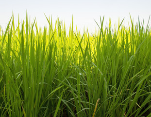 rice farm close up
