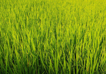 rice field 