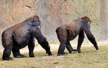 Male lowland gorilla following a female against a pastel colored stone background © Dossy