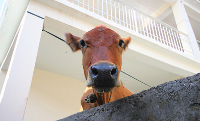 cow