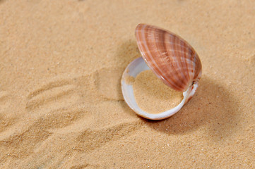 Fototapeta na wymiar Seashell on the sand at the beach, concept of summer vacation