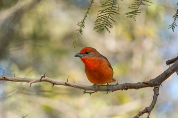 El pájaro en la rama está listo para volar.