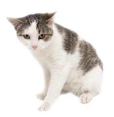 Cat on a white background