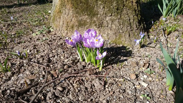 Fr&uuml;hling im Park