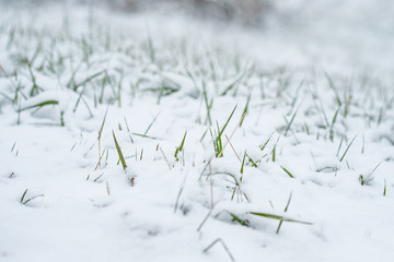Gr&uuml;nes Gras im Schnee
