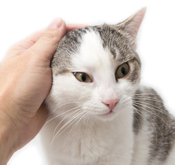 weasel cat hands on a white background