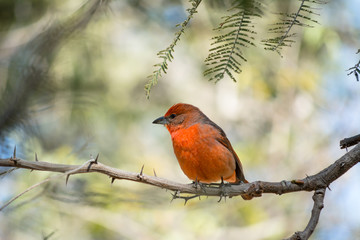 El pájaro en la rama espera su alimento.