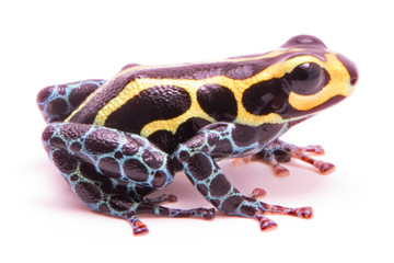 Poison dart frog, Ranitomeya imitator baja huallaga. A small poisonous animal from the tropical...