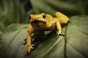 poison dart frog, Phyllobates terribilis orange. Most poisonous animal from the Amazon rain forest in Colombia, a dangerous amphibian with warning colors. .
