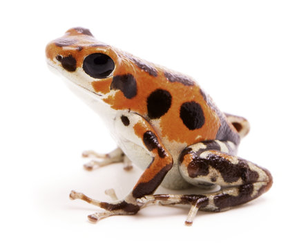 Poison dart or arrow frog, a morph found on Red Frog Beach, Bastimentos, Bocas del Toro, Panama. Tropical poisonous rain forest animal, Oophaga pumilio isolated on a white background.