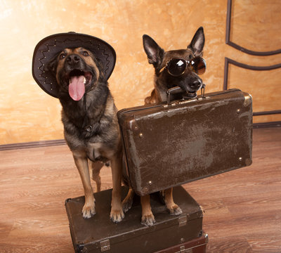 Two dog travelers with case