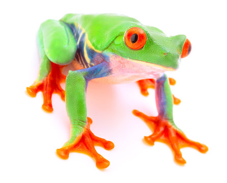 Red eyed monkey tree frog from the tropical rain forest of Costa Rica and Panama. A cute funny exotic animal with vibrant eyes isolated on a white background. .