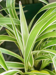 Obraz premium green leaf texture