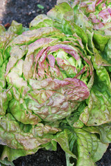 Fresh red mixed green lettuce growing © Igor