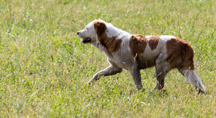 Dog running on grass outdoors