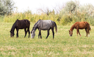Fototapeta premium Three horses in a pasture in nature