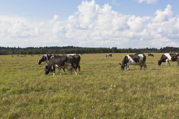 Herd of cows is grazed in the meadow