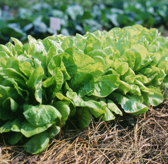 Green lettuce growing