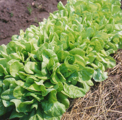Green lettuce growing