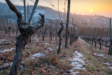 Knorrige Rebe im Weinberg mit Schnee und Sonne