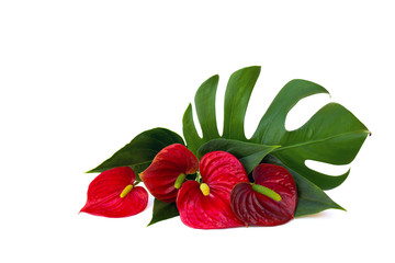 Bouquet of tropical red flowers as heart and leaves Anthurium (tailflower, flamingo flower, laceleaf), leaf Monstera on a white background with space for text. © Anastasiia Malinich
