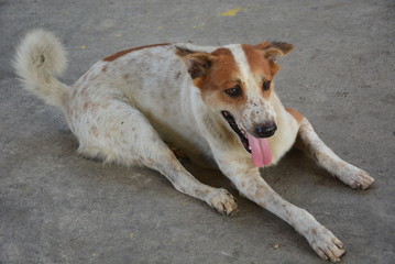 Fototapeta premium Dog sitting on the floor