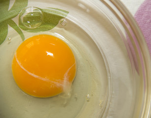 Raw Egg 