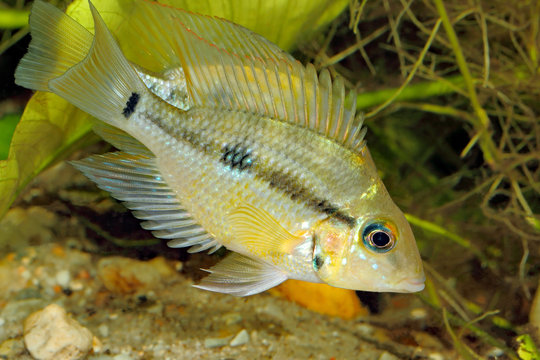 Yellow Fire Mouth (Thorichthys pasiones) - juvenile female