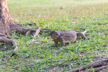 Varanus salvator