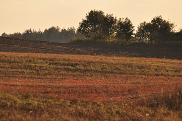 Polska - Mazury - Warmia - Góra Dylewska