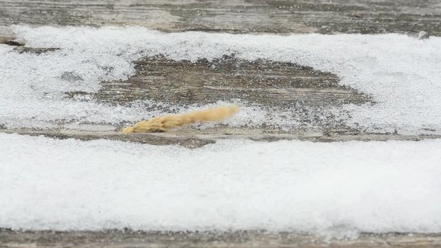 Motion animation spica of wheat on the table on the snow background