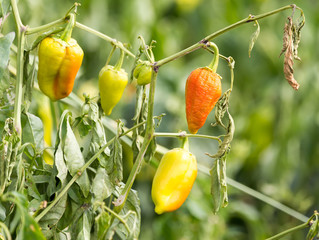 Obraz premium paprika in the garden outdoors