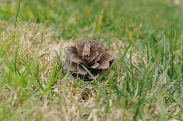 isolated pine cone in the grass