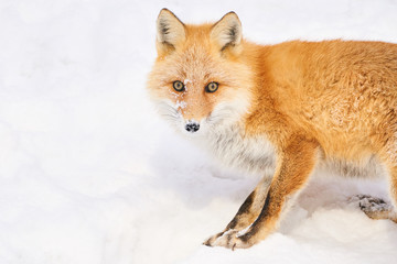 雪の上のキタキツネ
