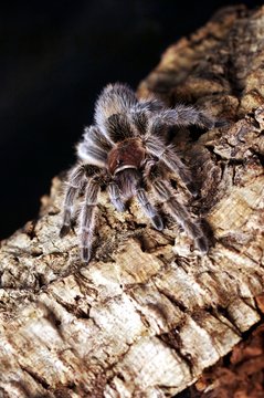 Vogelspinne  Grammostola porteri auf Baumstamm 