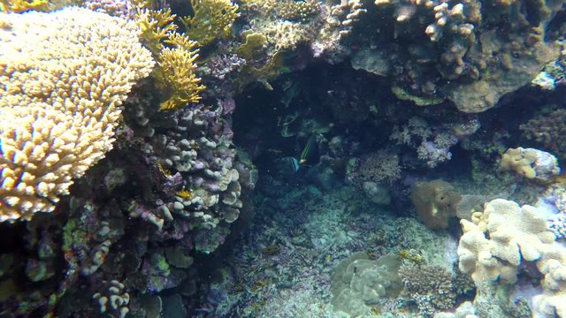 A fish swims among the corals.