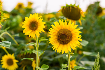 ripe sunflower in the hands of prety girl,field of blooming sunflowers on a background sunset,summer landscape,Background of ripe seeds in a sunflower.Sunflower harvest
