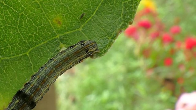 Caterpillars eat leaves8