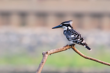 Pied Kingfisher