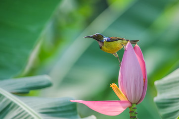 Brown-throated Sunbird on the banana flower